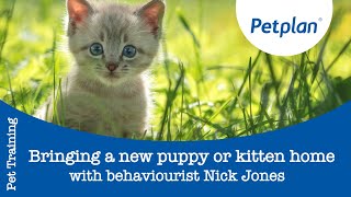 Petplans Behaviour Expert Nick Jones 3 Top Tips on bringing a new puppy or kitten home [upl. by Drusie]