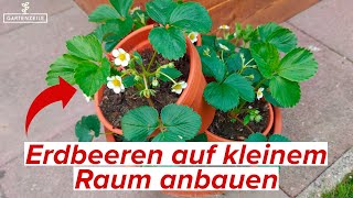 Erdbeerturm aus Tontöpfen bauen  Schritt für Schritt Anleitung Erdbeeren auf kleinem Raum [upl. by Adamson]