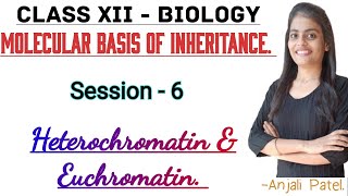 Class XII Biology  Molecular basis of inheritance  Heterochromatin and Euchromatin [upl. by Bessie]