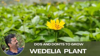 Dos amp Donts To Grow Wedelia Plant In Home Garden for beginners [upl. by Repohtsirhc621]