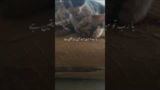 ❤️Please Support ➡️ Like amp Subscribe 👍cat catlover mashallah cutebaby Smart AnimalsLife shorts [upl. by Yde15]