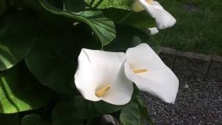 SOME CALLA LILLY CARE TIPS GIANT CALLA LILLY Zantedeschia aethiopica IN FULL BLOOM1080p [upl. by Aivital]