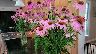 How to use Coneflowers Echinacea as Cut Flowers [upl. by Eliason]