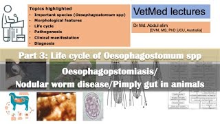 Nodular worm infectionOesophagostomiasis in sheep goat cattle pig Life cycle of Oesophagostomum [upl. by Missy587]