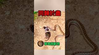 老鼠竟硬生生的把蛇的肚皮給撐開了animals 華哥説動物 snake [upl. by Johnsten]