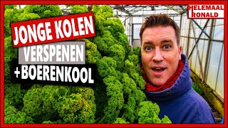 HOE VERSPEEN JE JONGE KOOL PLANTEN EN BOERENKOOL OOGSTEN  Week 8  Vlog 76  Dag op de moestuin [upl. by Scales255]