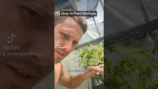 How to Plant Moringa moringa moringaseeds moringatree moringabenefits moringaseedoil gardening [upl. by Wira]