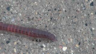 Earthworm Lumbricus Locomotion [upl. by Al]