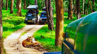 Nagarhole Close Encounter With Tiger  Kabini Safari  Nagarhole National Park [upl. by Dyal]