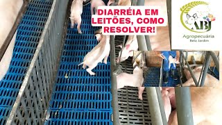 DIARRÉIA EM LEITÕES COMO RESOLVER [upl. by Nosle]