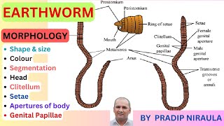 Morphology of Earthworm External features of EarthwormI Class 11 II ZOOLOGY II NEB II CEE II NEET [upl. by Ardnusal995]