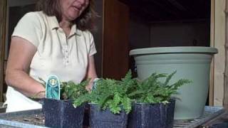 Growing and Transplanting Rosy Maidenhair Fern [upl. by Garzon239]