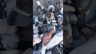 DIFFERENT WAY TO FEED PIGEONS [upl. by Yzeerb]