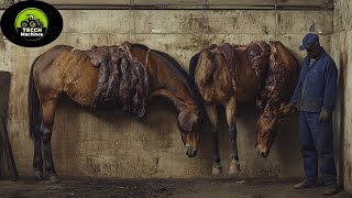 Millions of Horses Raised for Meat on Farms  Modern Technology for Harvesting and Processing Horses [upl. by Crutcher]