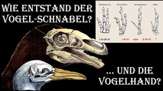 Vom Dino zum Vogel Teil 5 Schnabel Finger Becken und Gabelbein [upl. by Llemij668]