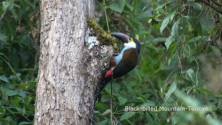 Birds of Central Colombia part two Western slope central Andes and Cocora valley [upl. by Maretz77]