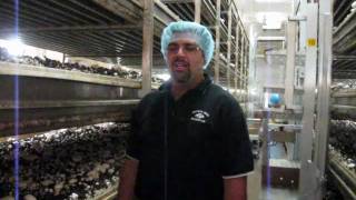 Fresh from the Farmer An Introduction to Lorenzo Piccioni of Piccioni Bros Mushroom Farm [upl. by Redliw117]