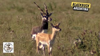 Hunting Rutting Free Range Blackbuck in Argentina [upl. by Rayford391]