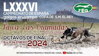 Primera Jornada Los Mejores momentos Octavos de Final LXXXVI CTO DE ESPAÑA DE GALGOS EN CAMPO [upl. by Jacynth562]