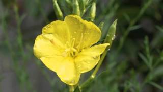 Plant portrait  Evening primrose Oenothera biennis [upl. by Whipple647]