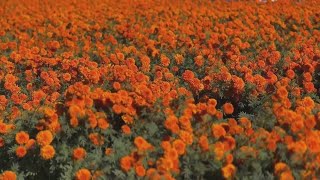 Fresno family business grows Marigolds for Día de los Muertos [upl. by Janaye]