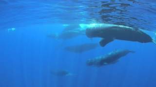 Sperm Whale Clicking Sounds [upl. by Lalittah]