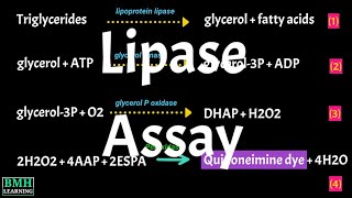 Lipase Assay  Lipase Test  Cayman’s Triglyceride Colorimetric Assay  Lipid Hydrolysis Assay [upl. by Whyte517]