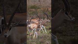 Beautiful Gazelles  Subscribe  Support  Agri Farming [upl. by Enneirda]