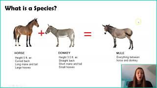 Introduction to Macroevolution amp Speciation [upl. by Payne]