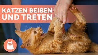 Meine Katze beißt und tritt mich 💥🐈 Ursachen und was zu tun ist [upl. by Wolfort396]