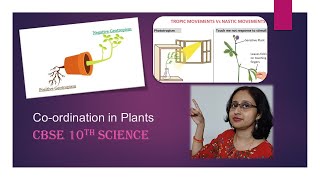 PhototropismChemotropismGeotropismHydrotropismCoordinationInPlantsCBSE10thBiology [upl. by Aisilef289]