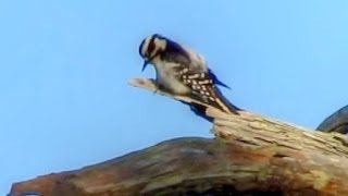 Downy Woodpecker Calling and Drumming [upl. by Tubb]