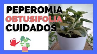 🌟 PEPEROMIA OBTUSIFOLIA VARIEGATA 🌟 4 TIPS I PLANTAS DE INTERIOR [upl. by Septima746]