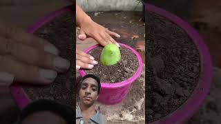 New planting ideas for mangoes kingoffruitsmango gardening shorts [upl. by Manton528]