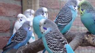 Parkieten geluiden – Parakeet sounds – Lovebird sounds – Budgie sounds – Budgerigar sounds [upl. by Caralie891]