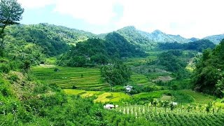 Exploring wonders and Beauty at Nagacadan Rice Terraces [upl. by Acirret248]