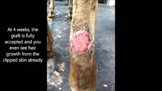 Fullthickness equine skin grafting [upl. by Daley]