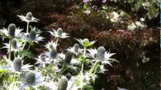 The Garden Ghost Eryngium giganteum [upl. by Eda]