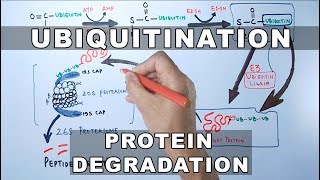 Ubiquitination of Proteins and Protein Degradation [upl. by Soisatsana824]