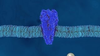 Aufbau und Eigenschaften der Proteine  Trailer Schulfilm Biologie [upl. by Deirdre459]