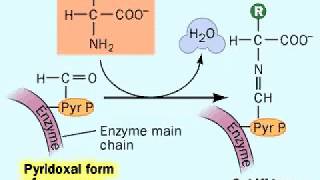 Biosynthesis Amino acids  Metabolism [upl. by Deach]