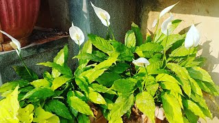 How to take care of Peace Lily  complete Spathiphyllum care tips  Grow Peace lily [upl. by Yhtomot]