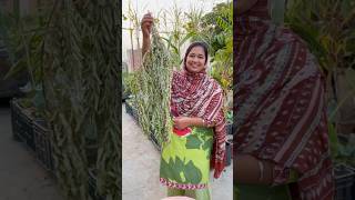 How to Store Curry Leaves Karri Patta for Lasting Full of Flavor curryleaves organicfarming [upl. by Rand]