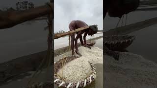 🧂✨ Amazing Salt Making Complete Process in India  Shorts [upl. by Cutcheon]