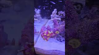 Feeding the Frogfish 2 saltwateraquarium saltwaterfishtank frogfish aquariumfish aquarium fish [upl. by Ithaman]