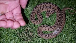 Eggeater quotDasypeltis scabraquot  Defensive display [upl. by Htrap]