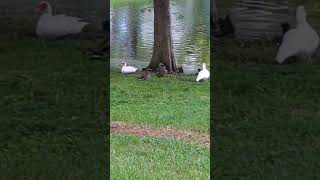 Double Black Bellied Whistling Ducks White Muscovy Ducks amp Mallards at Our Lake Oviedo Florida [upl. by Kir]