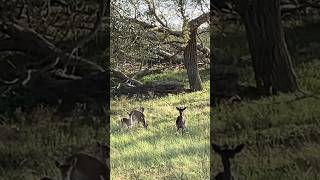 damhert fallow deer yong eating and watching me amsterdam water supply dunes netherlands [upl. by Ardnola638]