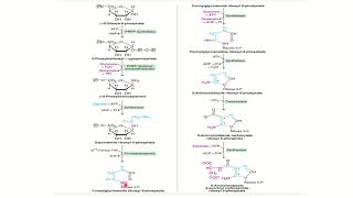 Purine Nucleotide Biosynthesis Malayalam [upl. by Shelton]