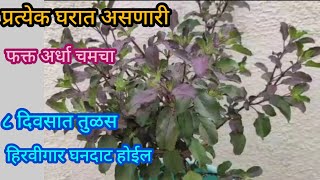 घरातील या वस्तूच्या वापराने तुळस हिरवीगार घनदाट होईलOrganic fertilizerspkitchengardening [upl. by Atteselrahc]